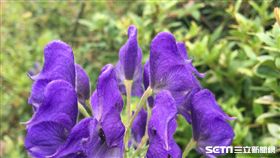 台灣烏頭的頭盔狀花朵。（圖／行政院農業委員會提供）