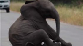 耍任性,小象,母親,大象,象鼻,聰明,屁孩,規勸,路邊,耍賴 圖／翻攝自YouTube https://goo.gl/obrRbV