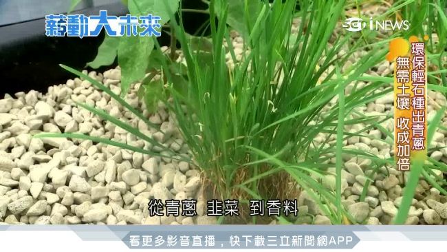 不靠天吃飯！青蔥從「石頭」裡種出來