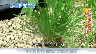 不靠天吃飯！青蔥從「石頭」裡種出來