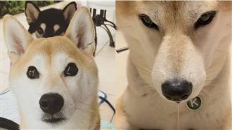 柴柴努力克制吃冰衝動　慘遭口水出賣