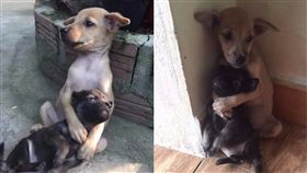 狗,汪星人,越南,胡志明市,尼姑,流浪,小黑狗,小黃犬,保護,兄弟　圖／翻攝自Boredpanda　https://goo.gl/yf2dkf