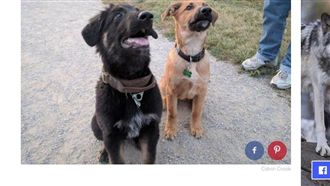 一出生就分開…狗狗一秒認出「哥哥」