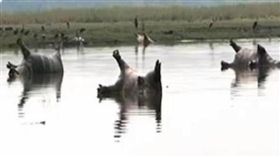 非洲納米比亞,巴布瓦塔國家公園,河馬,死亡,屍體（圖／翻攝自推特）