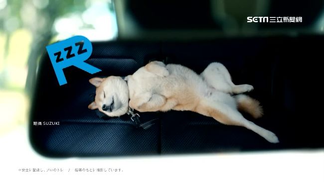 動物明星好會賺！日薪比上班族月薪多
