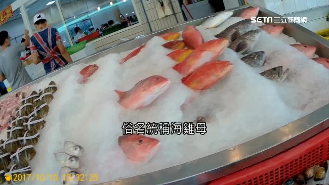 海雞母棲息珊瑚礁區　不易捕撈身價高