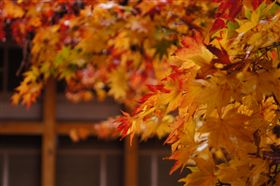 亞洲賞楓葉景點大公開