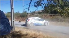 狗狗,賽車,葡萄牙,轉彎,Carlos Matos　圖／翻攝自臉書