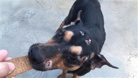 收容所狗狗因地域性相互攻擊　傷痕累累　收容所因活動空間不足加上狗會因「地域性」造成攻擊問題，許多收容所的小狗身上滿是傷痕。（桃園市推廣動物保護協會提供）中央社記者吳睿騏傳真  106年9月28日