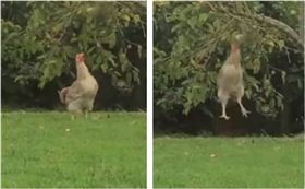 寵物,新奇,毛小孩,動物,雞,LADbible 圖／翻攝自臉書