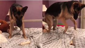 狗狗,汪星人,狼犬,骨頭,惡作劇,惡搞　圖／翻攝自臉書