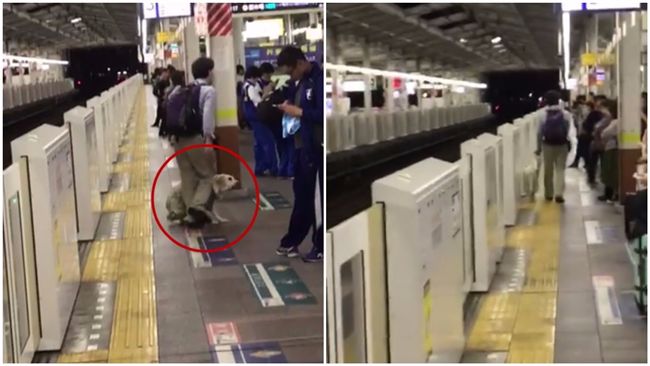 導盲犬遭主人踹頭　仍夾尾乖乖引路