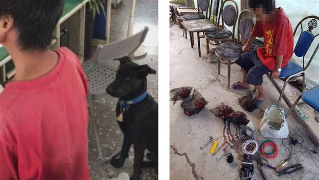 流浪狗小黑化身警犬　霸氣戒護偷果賊