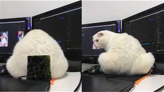 電腦桌驚見巨大飯糰　一轉頭驚呆網友