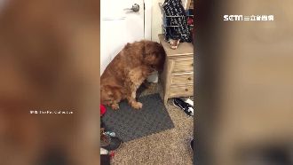 「誰亂咬內褲？」狗狗一秒翻臉不認人