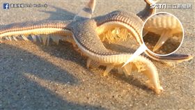 民眾直擊海星移動！ 銷魂小碎步漫遊海灘