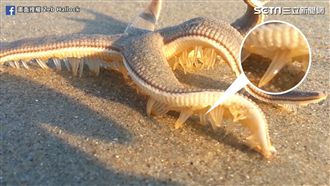 直擊海星移動！ 銷魂小碎步漫遊海灘