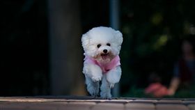 白色貴賓狗。（圖／翻攝百度百科）