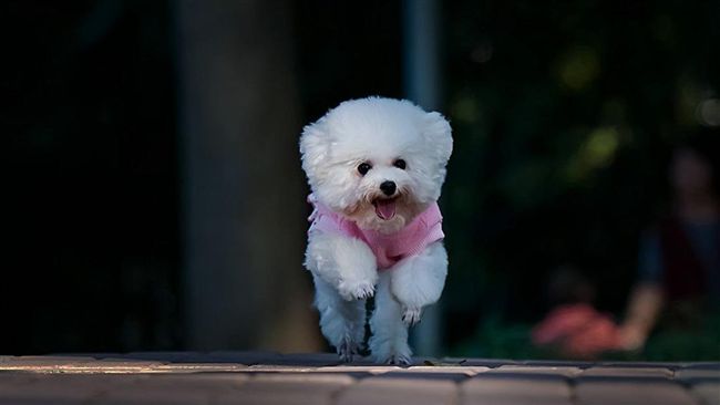不滿貴賓犬吠叫　寵物店員工活活打死