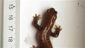 TD
瀕絕保育類阿里山山椒魚　玉山氣象站現身
中央氣象局13日表示，一隻台灣瀕臨絕種保育類野生動
物阿里山山椒魚（圖）清晨突然現身玉山氣象站。據特
有生物研究保育中心表示，在這麼高的海拔（玉山北峰
高3858公尺）發現，還是第一次。
（中央氣象局提供）
中央社記者汪淑芬傳真　106年10月13日