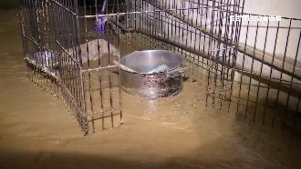 汐止土石衝民宅　80隻貓嚇壞竄逃