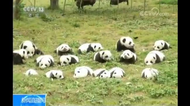 36隻貓熊寶寶曝光　草地扭動超療癒