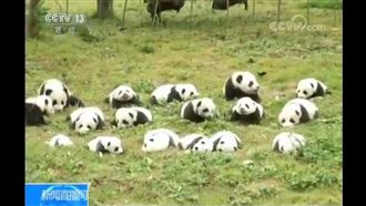 36隻貓熊寶寶曝光　草地扭動超療癒