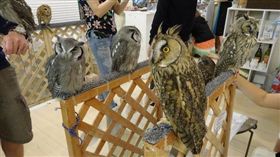 貓頭鷹咖啡店 圖／《現代ビジネス》、YouTube