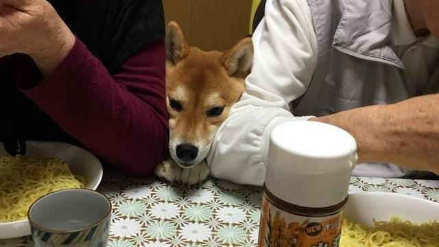 好想吃…貪吃柴犬臉歪趴桌猛盯食物