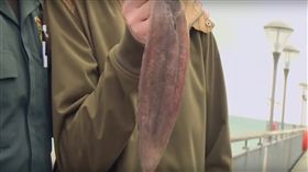  英國漁夫奇里安（Angler Sam Quilliam）抓到一隻比目魚，準備與魚拍照時，沒想到魚突然跳進他的嘴內（圖／翻攝自YouTube《TYSONGREER SHADY》）