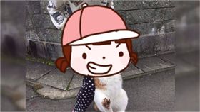 朕,貓皇,貓星人,抗議,開口,抵抗,自由,天下,巡視,鈴木だんこ‏　　圖／翻攝自鈴木だんこ推特　https://goo.gl/XCJgTV