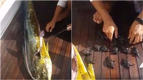 海龜,釣魚,天敵,大自然,適者生存,肚子,出世,長大,海洋　圖／翻攝自Liveleak　https://goo.gl/qDxP4L