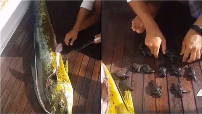 鬼頭刀貪吃被捕！肚子竟藏驚人東西