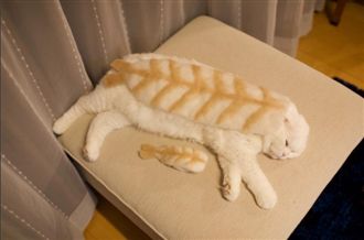 巨無霸鮮蝦壽司！超萌白貓秒變醋飯