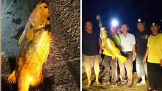 超稀有金色鱸魚上鉤　釣客霸氣放生