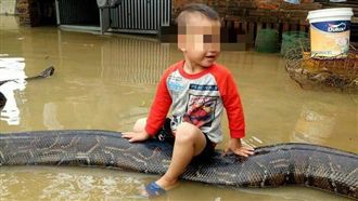 越南嚴重水災　男童騎6公尺巨蟒戲水