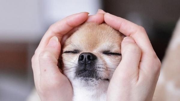狗狗也有穴道！幫毛孩按摩超簡單