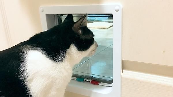 貓門、狗門DIY！安裝7步驟零失敗