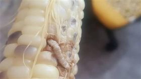 有網友在啃玉米時，突然撞見蟲子在和他分食，沒想到網友淡定的將死蟲取出繼續吃，還大讚超級好吃，其他內行的網友看後紛紛認同，還留言「有蟲的比較甜！」（圖／翻攝自爆廢公社三館）