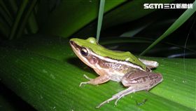 期待回鄉的雷公蛙！讓我們一起來認識