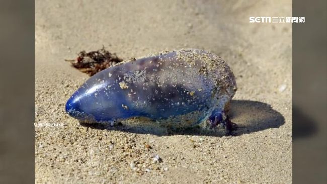 颶風肆虐！劇毒水母登陸英國海灘