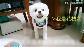 博美犬圓仔使出「眼神攻勢」。