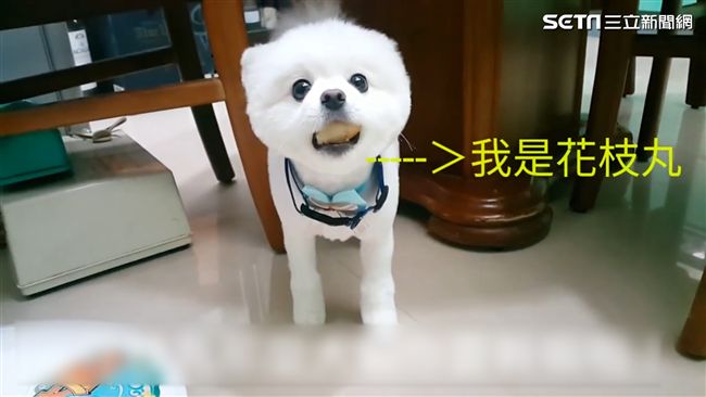 影 萌汪 眼神攻勢 難招架主人秒融化甜回 原諒你 寵物 三立新聞網setn Com