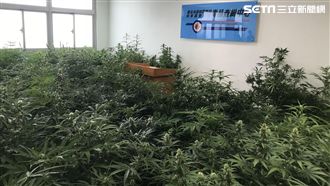 讀原文書成專家　他種的大麻比人高