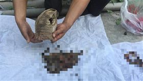 警方從尿布中倒出女童骨骸。（圖／翻攝畫面）