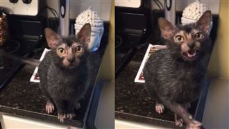 超萌「狼貓」爆紅　身世之謎引熱議