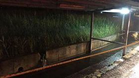 宜蘭縣員山鄉觸電意外／/宜蘭縣消防局提供