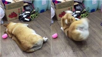 柯基爽躺睡死　遭主人惡整嚇到彈起來