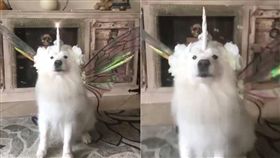 獨角獸,狗,汪星人,寵物,毛孩,翅膀　圖／翻攝自臉書
