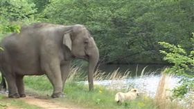 友誼不分「物種」！美國南方田納西州有一隻母象塔拉（Tarra）和母狗貝拉（Bella），2隻動物如好姐妹般，感情相當要好，不料某日貝拉遭土狼咬死，塔拉知情後相當難過，用著象鼻緩緩將貝拉運回來。（圖／翻攝自《elephantsanctuarytn》YouTube）